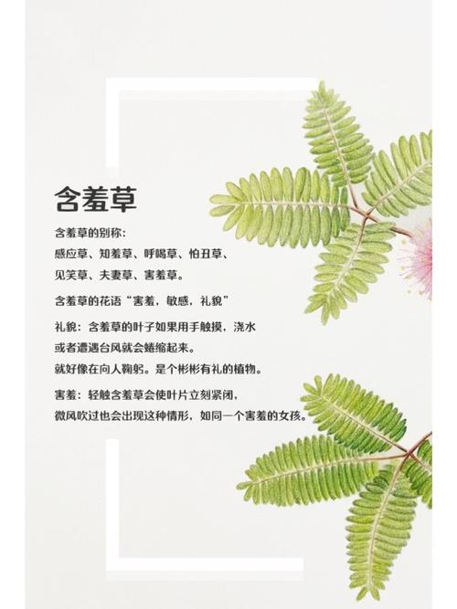 菊花影院在线观看_菊花影院高清免费电影_菊花影院最新电视剧全集